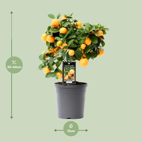 Citrus Calamondin - Ø15cm - ↕40cm  BotanicBridge