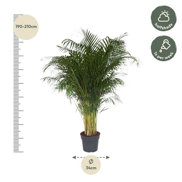 Dypsis Lutescens - 200 cm - ø34  BotanicBridge