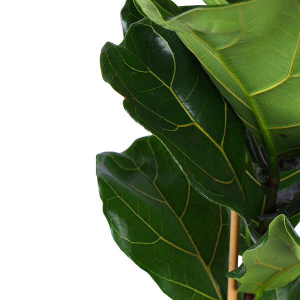 Ficus Lyrata - Ø21cm - ↕90cm in Vibes BLUE pot  BotanicBridge