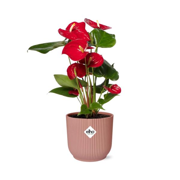 Anthurium Red 12cm in ELHO Vibes Fold 14cm roze  BotanicBridge