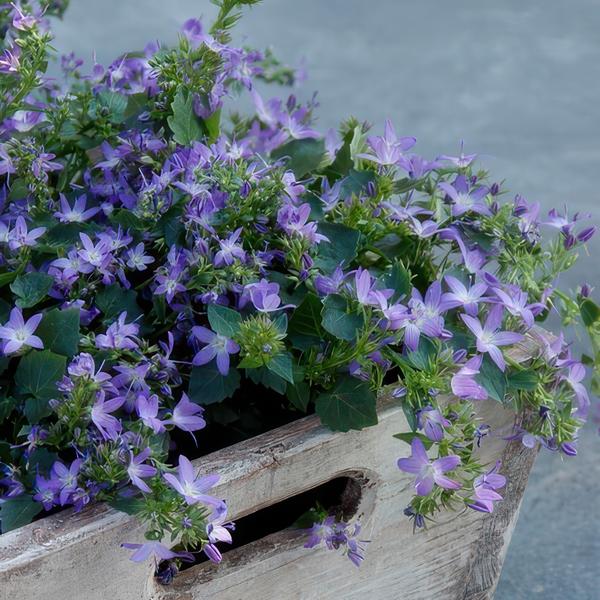 Campanula poscharskyana 'Stella' - ↕10-25cm - Ø9cm - 6x  BotanicBridge