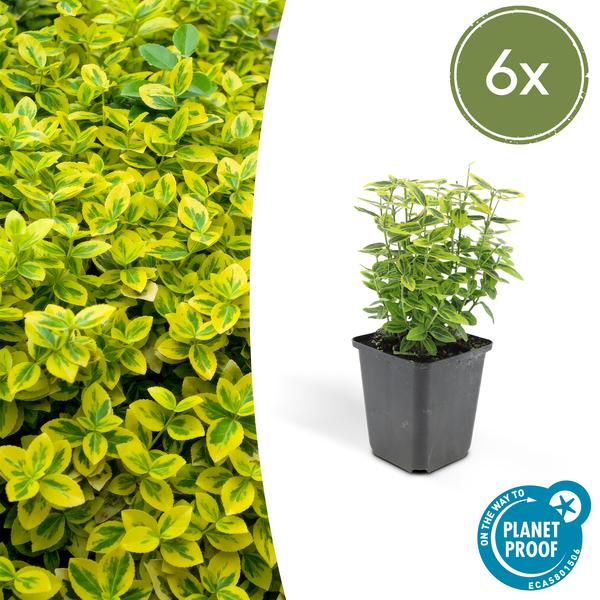 Euonymus fort. 'Emerald 'n Gold’ - ↕10-25cm - Ø9cm - 6x  BotanicBridge