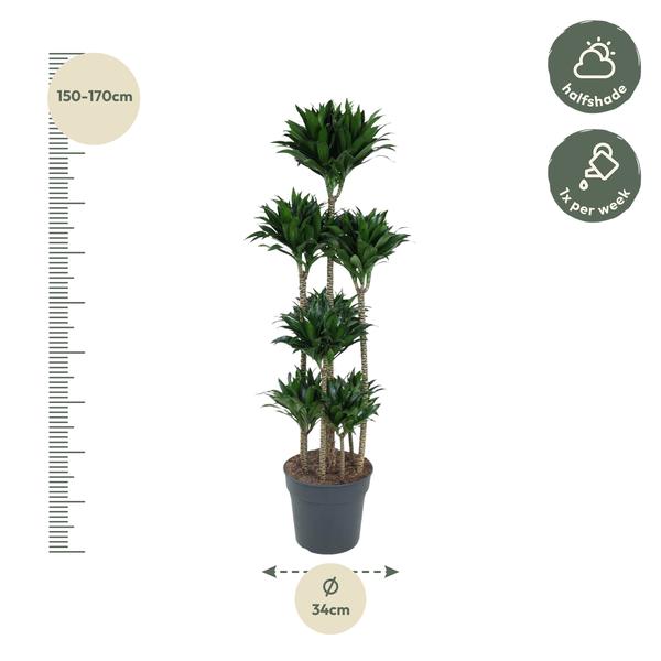 Dracaena Compacta Carrousel - 160 cm - ø34  BotanicBridge