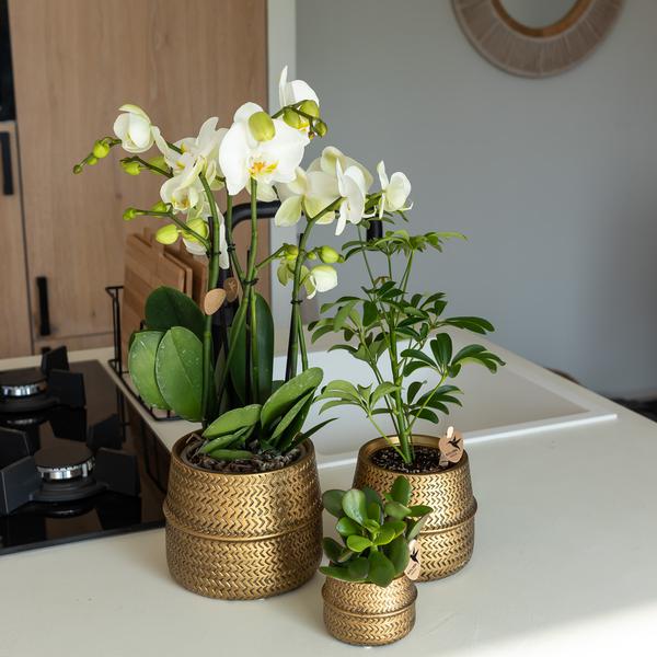 Kolibri Home | Groove bloempot - Gouden keramieken sierpot - potmaat - Ø6cm  BotanicBridge