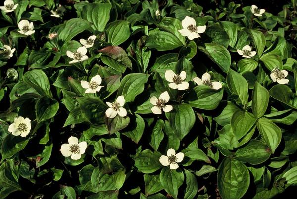 Cornus canadensis - ↕10-25cm - Ø9cm - 12x  BotanicBridge