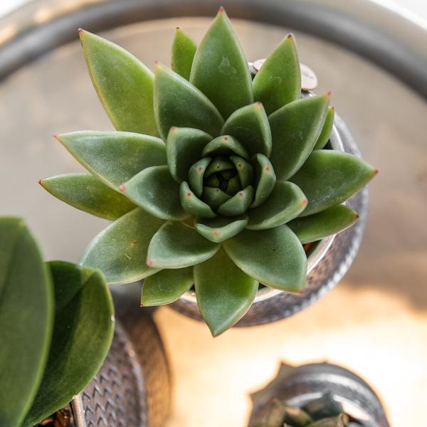 Kolibri Greens | Succulenten set van 2 planten in zilveren groove sierpotten - keramiek  potmaat Ø9cm  BotanicBridge