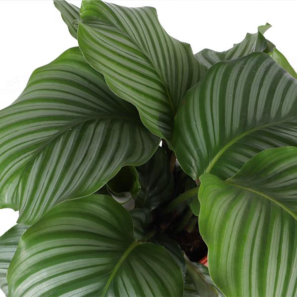 Calathea Orbifolia Ø21cm - ↕70cm in Vibes ROZE pot  BotanicBridge