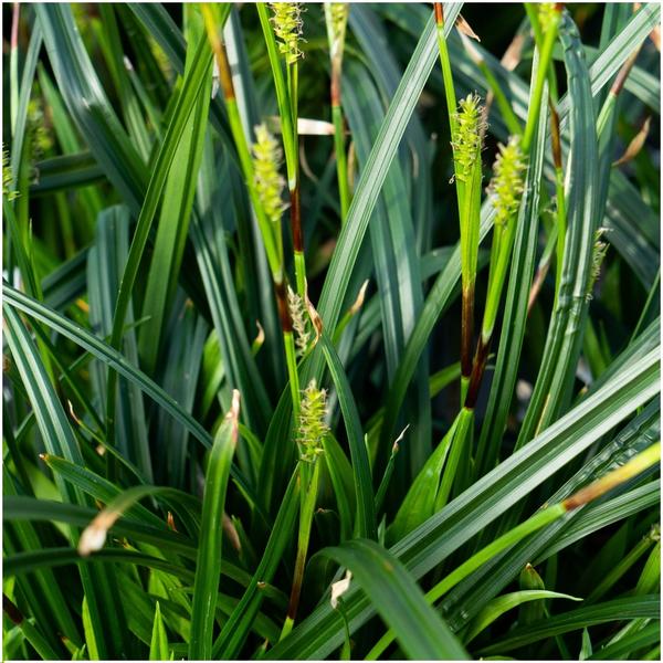 3 x Carex morrowi 'Irish Green' - Ø 14 cm - ↨ 25 cm  BotanicBridge