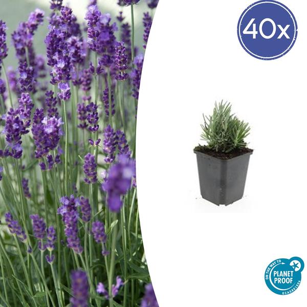 Lavandula ang. 'Dwarf Blue' - ↕10-25cm - Ø9cm - 40x  BotanicBridge