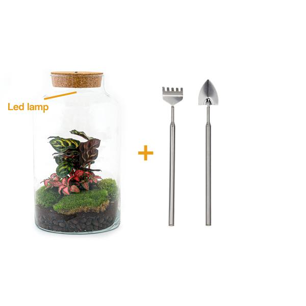 DIY terrarium - Milky Calathea with Light - ↕ 31 cm - Rake + Shovel  BotanicBridge