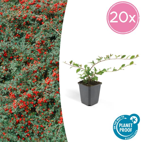 Cotoneaster dammeri - ↕10-25cm - Ø9cm - 20x  BotanicBridge