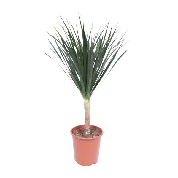 Dracaena Draco - 140 cm - ø27  BotanicBridge