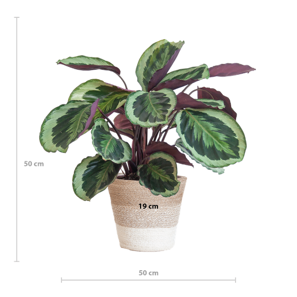 Calathea Medaillon met Lissabon mand wit - 65cm - Ø19  BotanicBridge