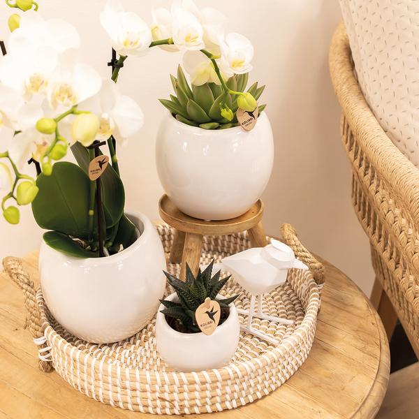 Kolibri Home | Bowl bloempot - Witte keramieken sierpot - potmaat Ø9cm  BotanicBridge