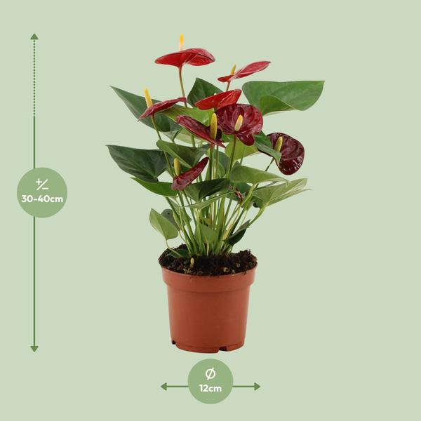 Anthurium Calon In Transparant Sleeve - Ø12cm - ↕36cm  BotanicBridge