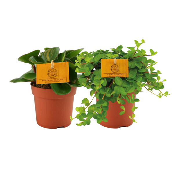 Peperomia Duo 1.0 - 2 stuks - Ø10,5cm - ↕15cm  BotanicBridge