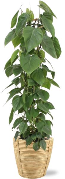 Philodendron Scandens - Ø24cm - ↕120cm + Bibek Pot D26x26cm - Naturel  BotanicBridge