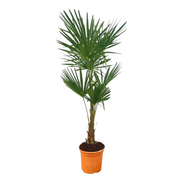 Trachycarpus Fortuneii - 150 cm - Ø25cm  BotanicBridge