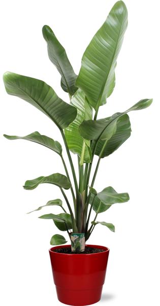 Strelitzia Nicolai - Ø21cm - ↕120cm + Pot Basic D22x19cm - Rood  BotanicBridge