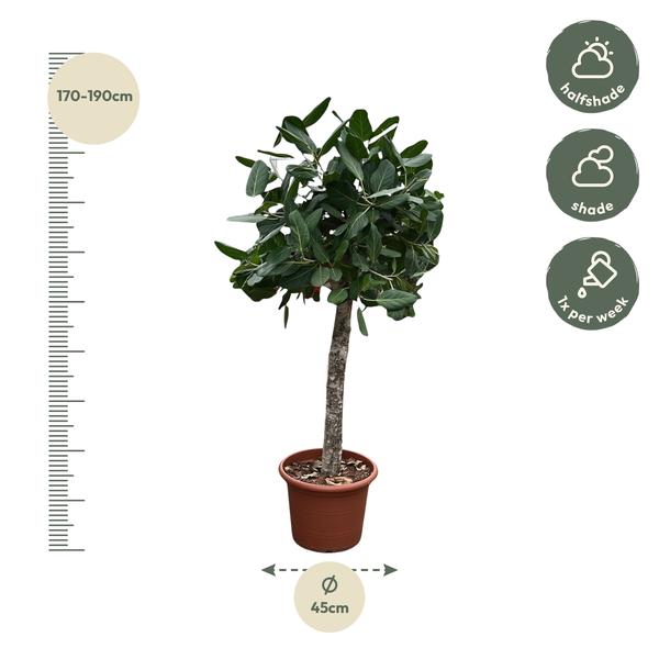 Ficus Benghalensis boom - 180 cm - ø45  BotanicBridge