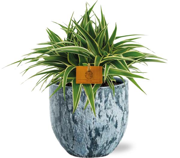 Chlorophytum Ocean - Ø15cm - ↕25cm + Sem Pot D16x14cm - Blauw  BotanicBridge