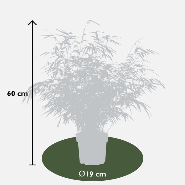 4x Fargesia rufa - ↨60cm - Ø19  BotanicBridge