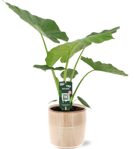 Alocasia Macrorrhiza - Ø19cm - ↕70cm + Terni Pot D20x20cm - Roze  BotanicBridge