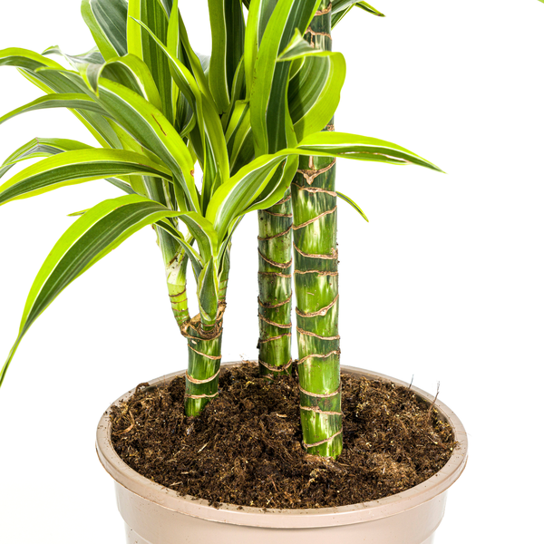 Dracaena Deremensis Lemon Lime Ø21cm - ↕100cm  BotanicBridge