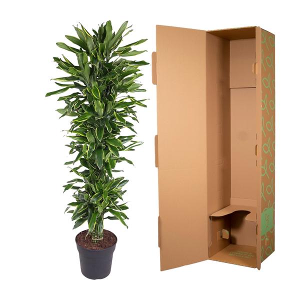 Dracaena Golden Coast vertakt - 170 cm - ø34  BotanicBridge