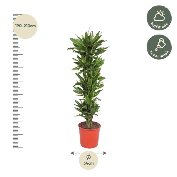 Dracaena Golden Coast - 200 cm - ø34  BotanicBridge