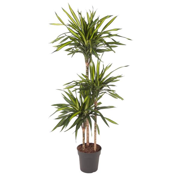 Dracaena Riki - 140 cm - ø24  BotanicBridge