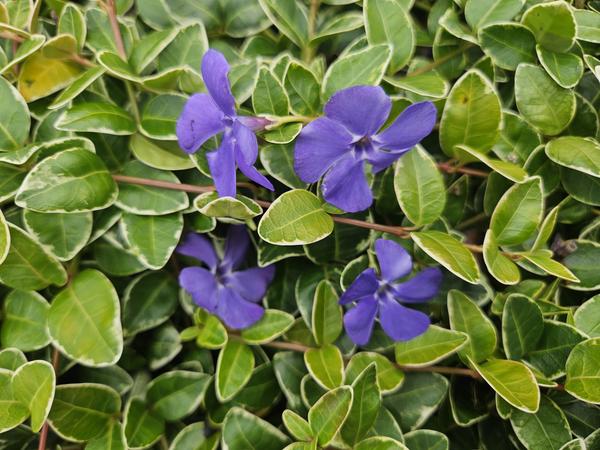 Vinca minor 'Argenteovariegata' - ↕10-25cm - Ø9cm - 6x  BotanicBridge