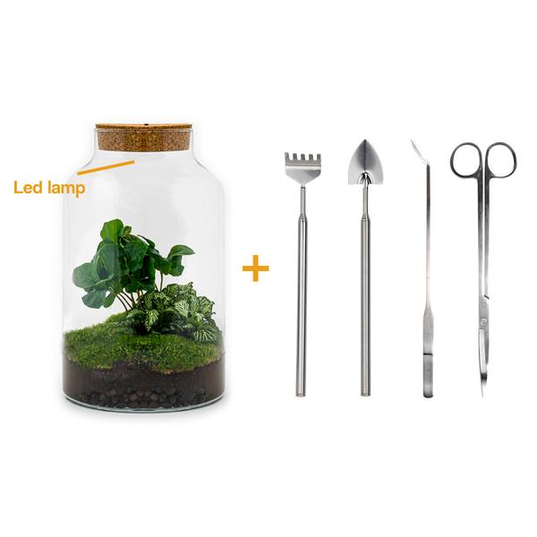 DIY terrarium - Milky Coffea met lamp - ↕ 31 cm - Rake + Shovel + Tweezer + Scissors  BotanicBridge