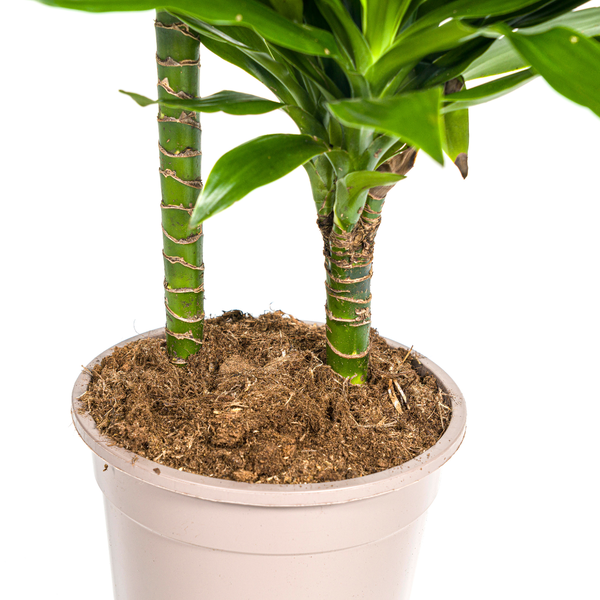 Dracaena Deremensis Green Jewel  Ø19cm - ↕80cm  BotanicBridge