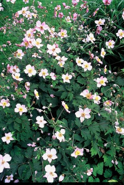 Anemone tom. 'Robustissima' - ↕10-25cm - Ø9cm - 6x  BotanicBridge