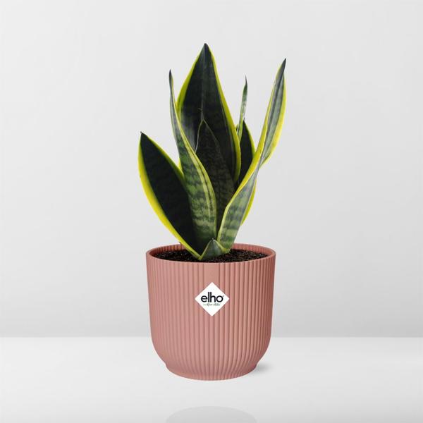 Sansevieria Futura Superba in ELHO Vibes Fold 14cm roze  BotanicBridge