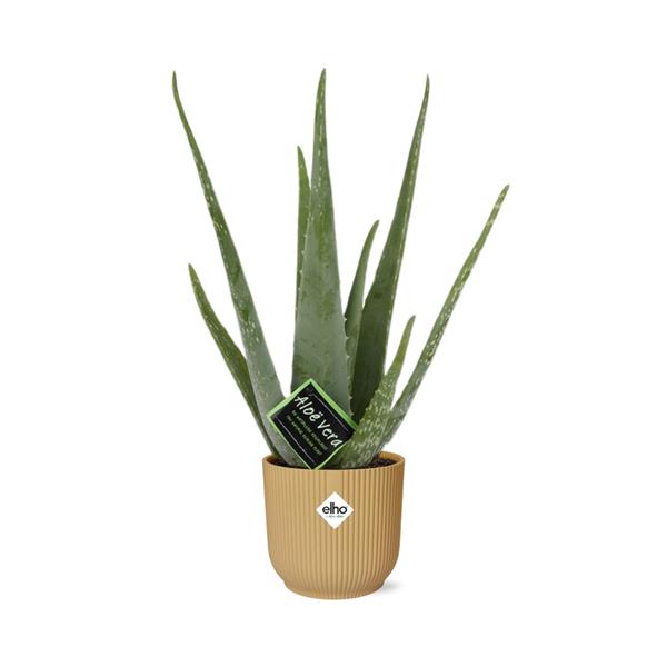 Aloe Vera 12cm in ELHO Vibes Fold 14cm geel  BotanicBridge