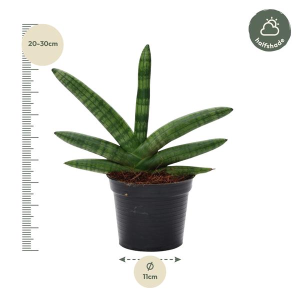 Sansevieria Skyline - 25 cm - ø10,5  BotanicBridge