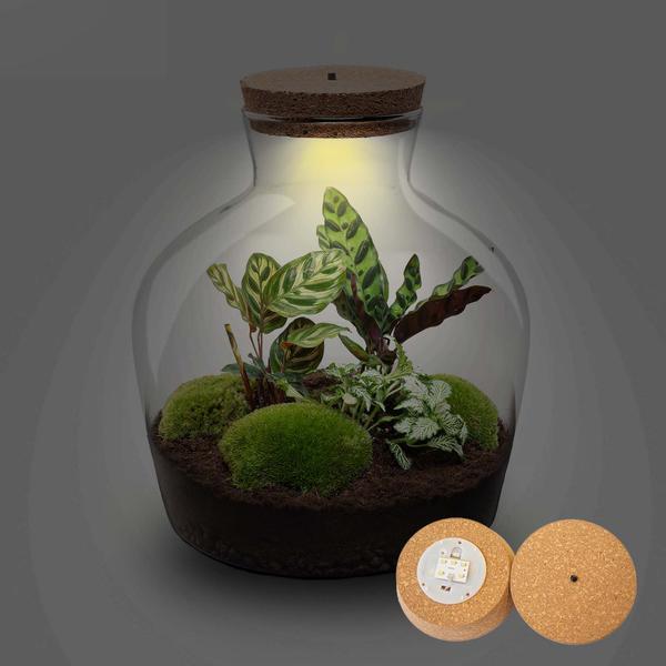 Terrarium - Fat Joe + LED - ↑ 30 cm  BotanicBridge