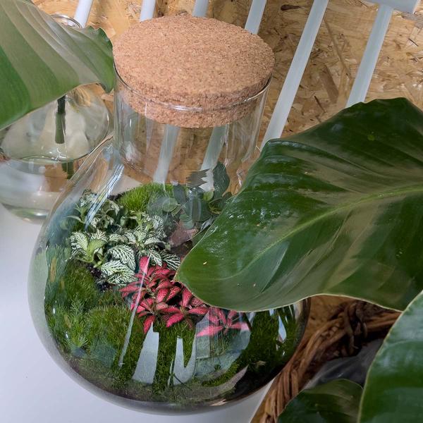 DIY terrarium - Sam XL Bonsai - ↕ 35 cm - Normal  BotanicBridge