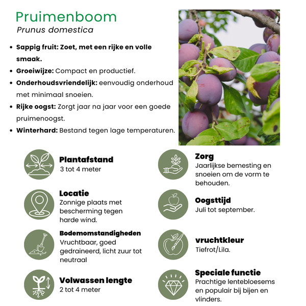 Biologische Pruimenboom Prunus Domestica - 1 x Ø 20 cm - ↨ 60 cm  BotanicBridge