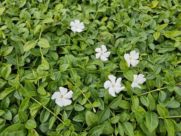 Vinca minor 'Gertrude Jekyll' - ↕10-25cm - Ø9cm - 6x  BotanicBridge