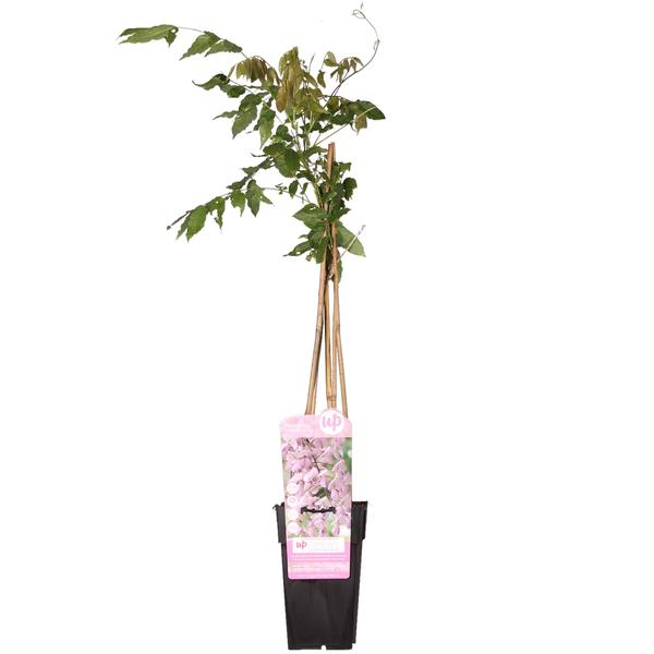 Wisteria floribunda 'Rosea' - Roze regen - Ø15cm - ↕65cm  BotanicBridge