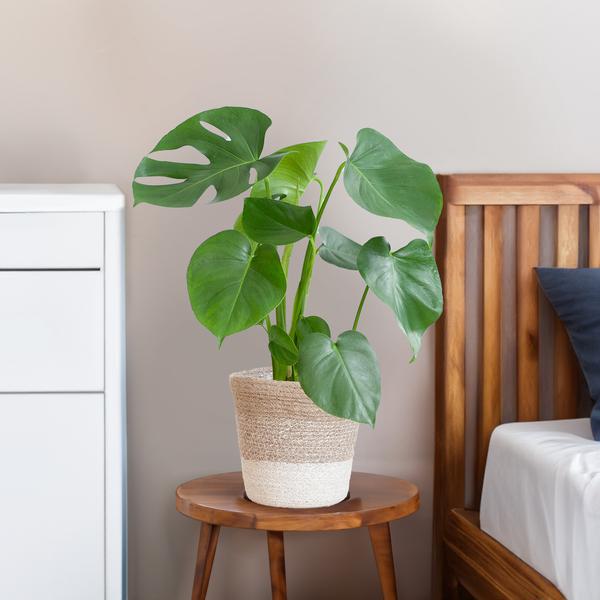 Monstera Deliciosa met Lissabon mand wit  - 50cm - Ø17  BotanicBridge