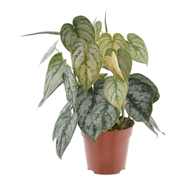 Philodendron Brandtianum - 35 cm - ø12  BotanicBridge