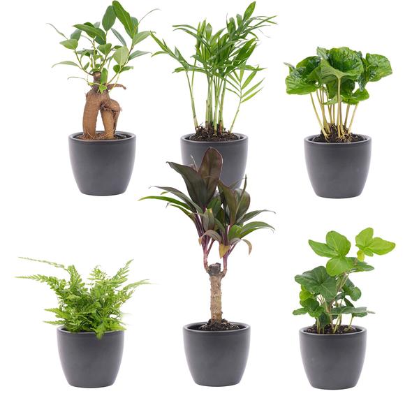 Mini planten set 6 - Inclusief 6x pot Boule Antraciet  BotanicBridge