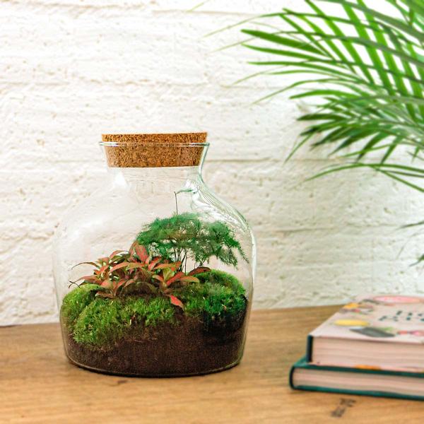 DIY terrarium - Little Joe - ↕ 21,5 cm - Normal  BotanicBridge