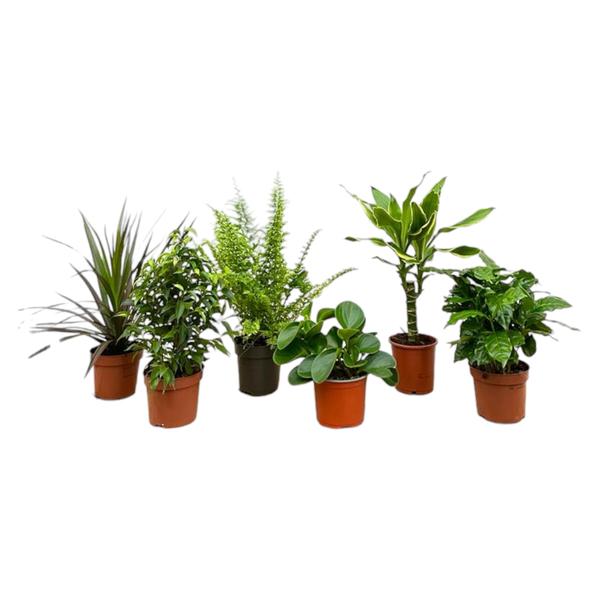 Verrassingsbox - 6 planten - 20-40 cm - Ø12  BotanicBridge