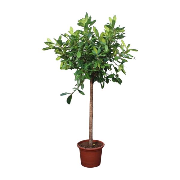 Ficus Cyathistipula boom - 250 cm - ø50  BotanicBridge