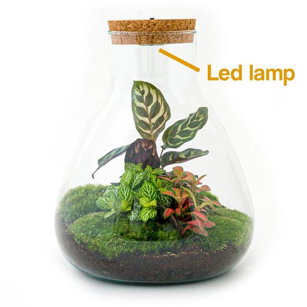 DIY terrarium - Sam Calathea with Light - ↕ 30 cm - Rake + Shovel  BotanicBridge